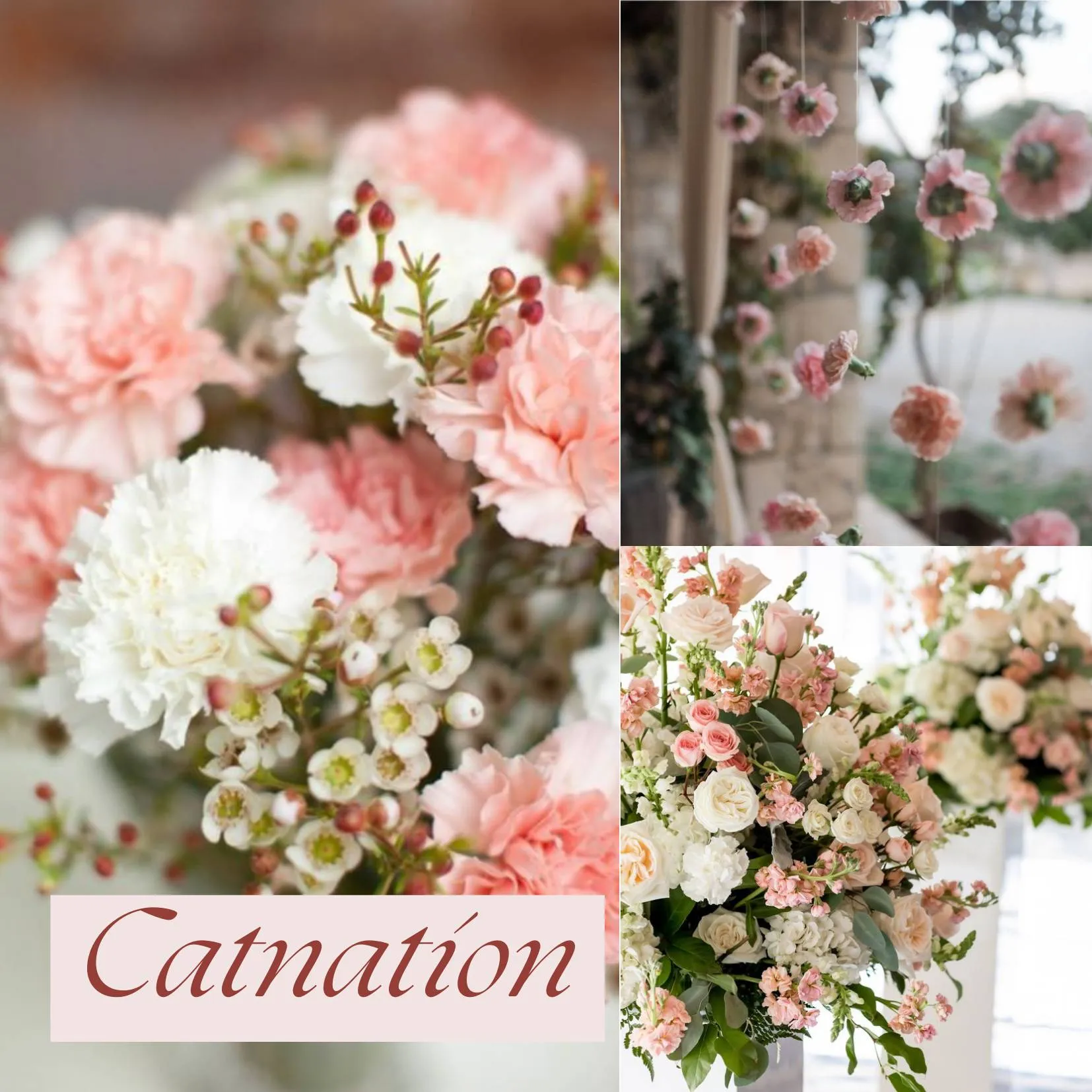 ดอกไม้ในวันแต่งงาน - คาร์เนชั่น (Carnation)